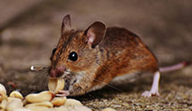 24 Hour & Emergency Exterminators in Nankin, OH